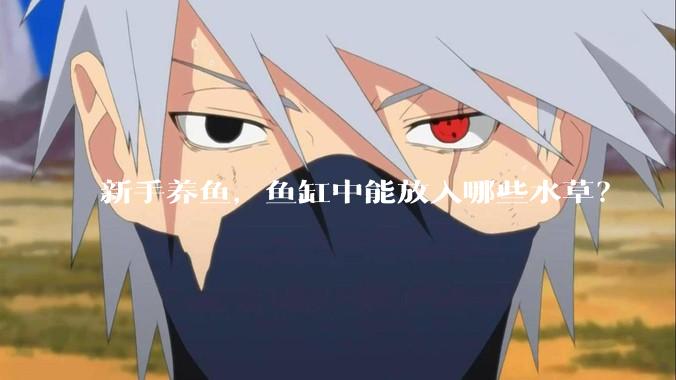 新手养鱼，鱼缸中能放入哪些水草？